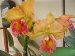 домашние орхидеи