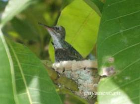 Гнездо колибри в Гайане