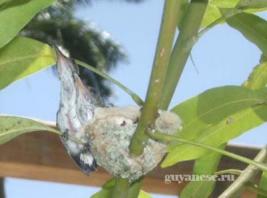 Гнездо колибри в Гайане