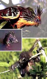 Гоацин - национальная птица Гайаны