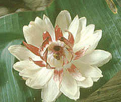 Виктория Регия - национальный цветок Гайаны