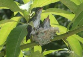 Гнездо колибри