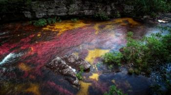 Columbia. Caño Cristales - the river of five colors
