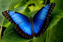 Коста-Рика где выращивают бабочек
