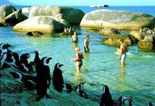 Хотите посмотреть на пингвинов? Добро пожаловать в ЮАР!