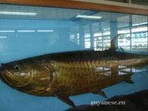 Гайана, музеи.