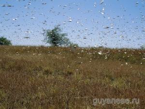 Саванны Южной Америки